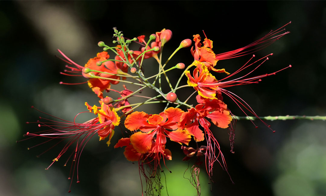 武汉花帮主百科词条创建案例