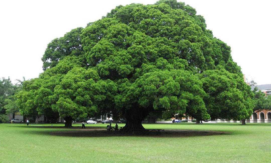 武汉金榕树服务号代运营案例